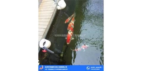 龍魚批發祥龍魚場（祥龍魚場龍魚價格及種類）