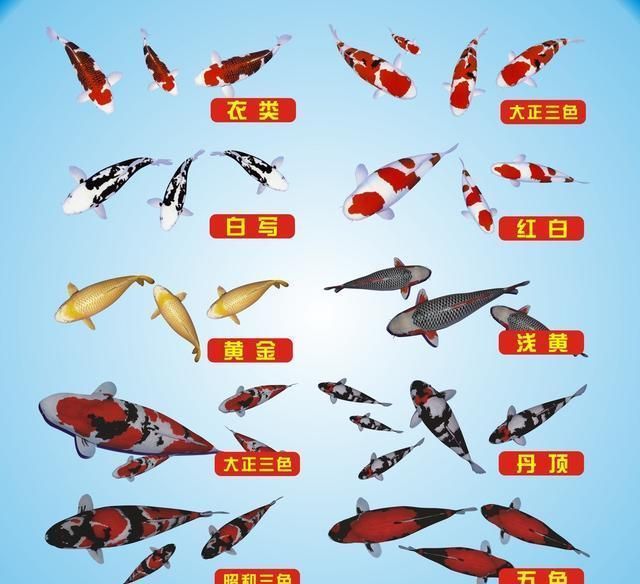 龍魚批發祥龍魚場（祥龍魚場龍魚價格及種類）