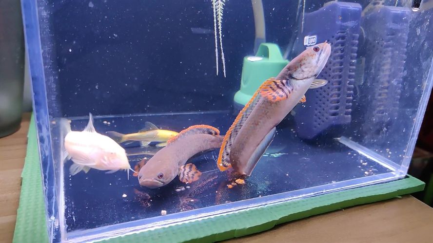 雷龍魚喂多少，雷龍魚喂食量應根據其年齡、大小和活動水平來確定