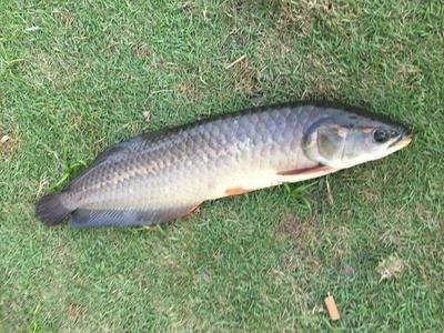 龍魚哪里有釣魚的地方啊：龍魚釣魚地點推薦：龍魚釣魚技巧分享龍魚釣魚技巧分享