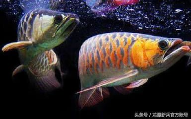 龍魚和什么魚搭配風(fēng)水好一點(diǎn)，龍魚與金魚的搭配