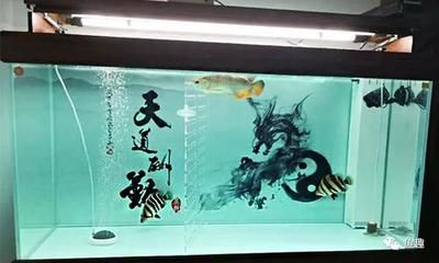 龍魚上色每天換水可以嗎，龍魚上色期間換水頻率的調整至關重要，龍魚上色期間的飲食管理