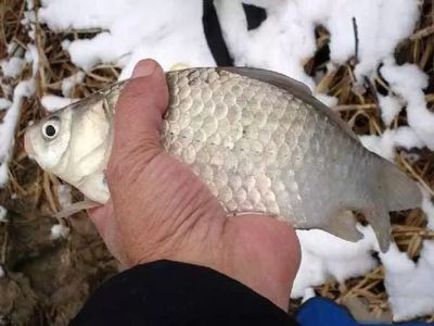 印度龍魚圖片欣賞視頻大全：探秘水下寶藏，印度龍魚圖片與視頻欣賞