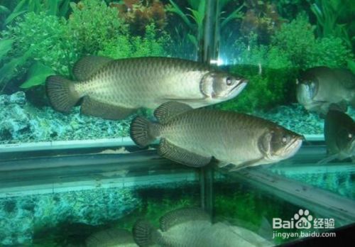 如何養(yǎng)龍魚長大又好看，養(yǎng)殖龍魚的注意事項