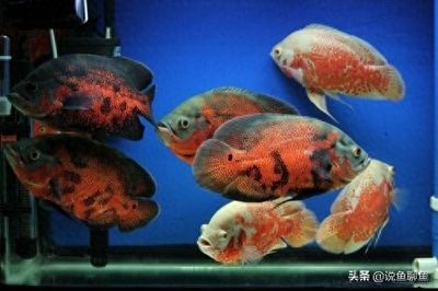 金龍魚上海最大經銷商(金龍魚上海最大經銷商是誰)