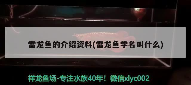 多大的魚缸適合養蘭壽（多大的魚缸適合養蘭壽魚）