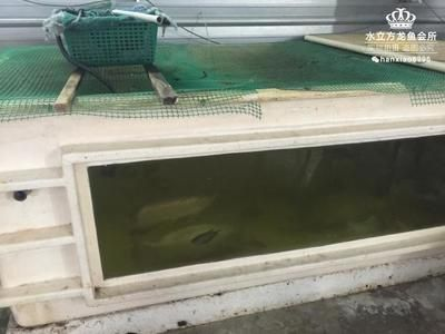 龍魚極品古典藍價格，極品古典藍金龍魚價格趨勢分析極品古典藍金龍魚價格