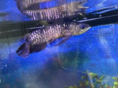 龍魚沒精神,游起來沒狀態不吃：龍魚狀態不佳怎么辦？