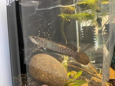 奶茶雷龍魚多大可以配對繁殖：奶茶雷龍魚配對和繁殖過程吸引了很多魚友的關注 奶茶雷龍魚多大可以配對繁殖：奶茶雷龍魚配對和繁殖過程吸引了很多魚友的關注 龍魚百科 第4張