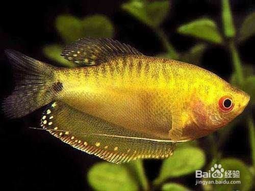 如何分辨曼龍魚公母：曼龍魚性別辨別方法