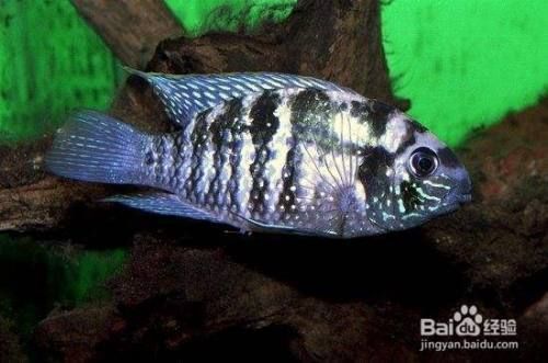如何分辨曼龍魚公母：曼龍魚性別辨別方法