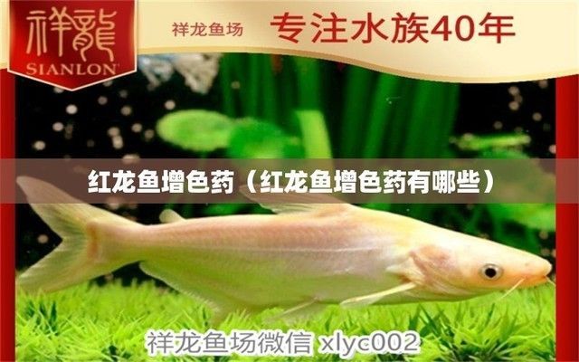 龍魚泡藥發(fā)色變紅，龍魚泡藥發(fā)色變紅怎么辦