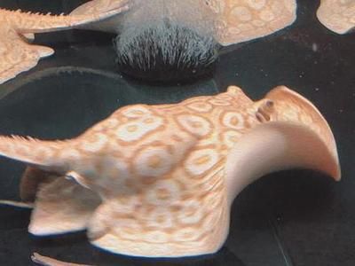 魚臺哪里有賣魚缸的市場啊（魚臺批發(fā)市場在哪里）