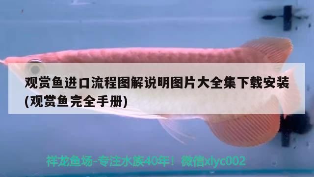 水桶自制魚缸 水桶自制魚缸過濾桶