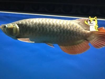 養小龍魚多少度合適：養小龍魚時水溫的控制是非常關鍵的，合適的水溫可以保證健康和活力