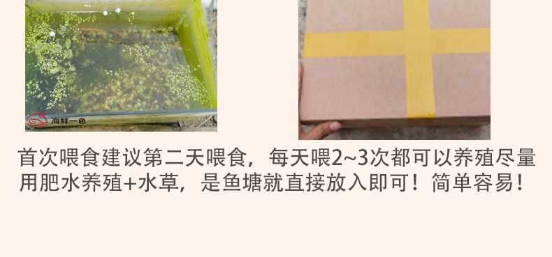 龍魚為什么咬人不吃：龍魚咬人不吃食可能是由于多種原因引起的