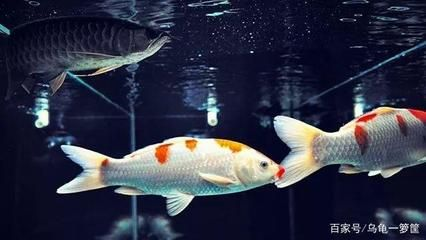 龍魚配什么清道夫最好，清道夫魚與龍魚混養(yǎng)的注意事項