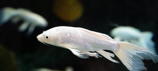 40公分的龍魚一天喂幾次:40公分的龍魚每天喂食的次數(shù)是多少? 龍魚百科 第3張 40公分的龍魚一天喂幾次:40公分的龍魚每天喂食的次數(shù)是多少? 40公分的龍魚一天喂幾次:40公分的龍魚每天喂食的次數(shù)是多少? 龍魚百科 第3張