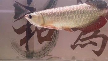 龍魚吃魚食嗎，成年龍魚每天喂食2次