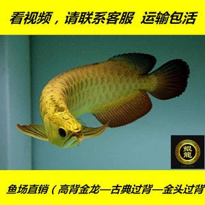 藍底金龍魚和金龍有什么區別，藍底金龍魚與金龍魚的區別