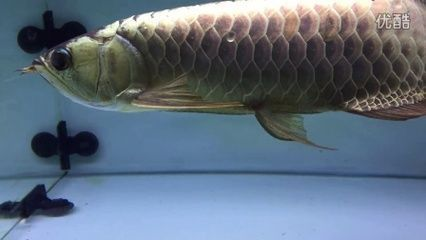 藍底金龍魚和金龍有什么區別，藍底金龍魚與金龍魚的區別