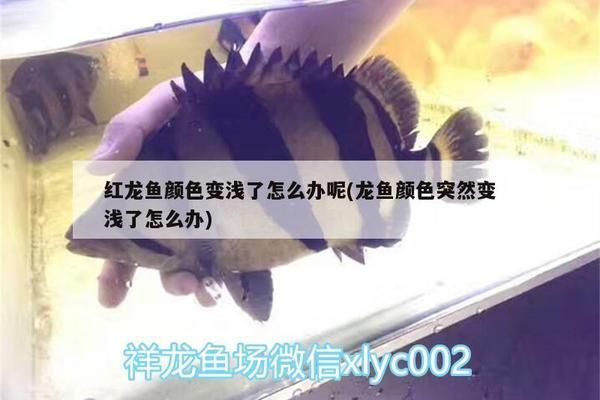 龍魚顏色突然變淺了怎么辦，龍魚的顏色突然變淺怎么辦