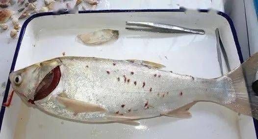 龍魚為什么怕紅色呢圖片：探秘水族心理，龍魚為何對紅色退避三舍？