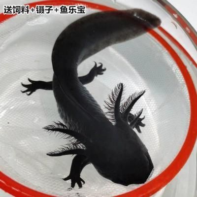 龍魚能跟清道夫一起養嗎，如何防止龍魚攻擊清道夫