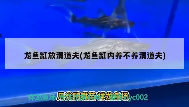 龍魚什么時間開燈發(fā)色好看 龍魚什么時間開燈發(fā)色好看一點