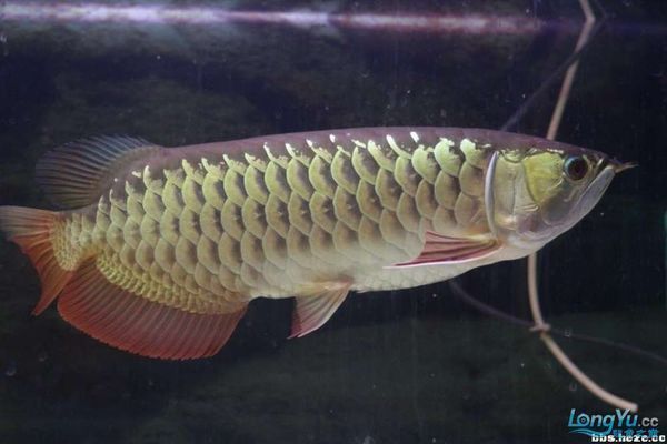 什么叫高背和過背金龍魚的區別 龍魚百科 第1張 什么叫高背和過背金龍魚的區別 什么叫高背和過背金龍魚的區別 龍魚百科 第1張