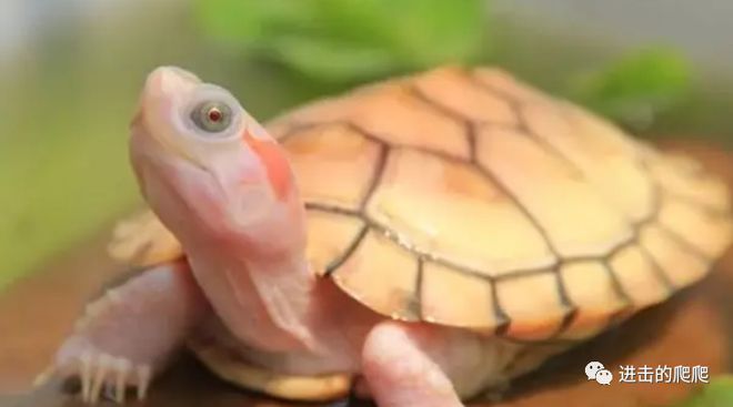 水族樂園魚缸插電源能用嗎視頻（水族樂園魚缸插電源能用嗎視頻教程）