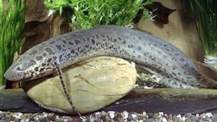 帥氣的觀賞魚(很漂亮的觀賞魚)