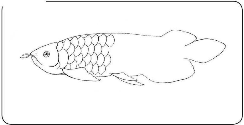 龍魚畫畫，工筆畫龍魚簡筆畫入門步驟彩色鉛筆畫龍魚色彩搭配