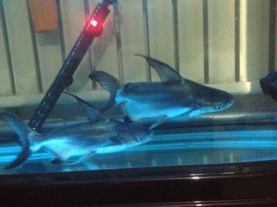 龍魚配球鯊（球鯊與龍魚混養的風險）