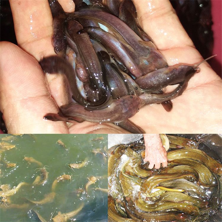 搬家魚缸和魚怎么處理干凈 搬家了魚缸必須搬走嗎
