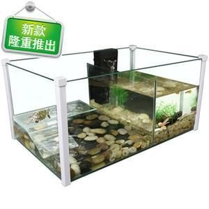 黑魚龍魚混養(yǎng)怎么養(yǎng)好：混養(yǎng)黑魚龍魚需要注意什么？