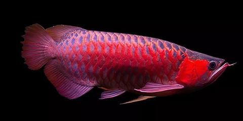 龍魚燈應該怎樣擺放，如何正確擺放龍魚燈
