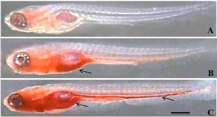 戰車龍魚是什么品種：戰車龍魚，神秘深海巨獸的傳奇