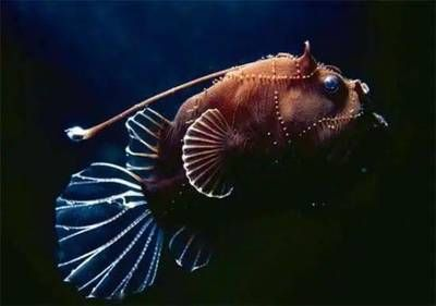 龍魚是什么動物，飼養龍魚需要注意哪些水質參數？
