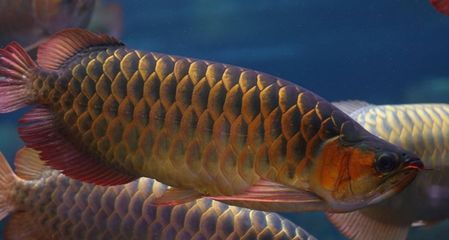 龍魚是什么動物，飼養龍魚需要注意哪些水質參數？