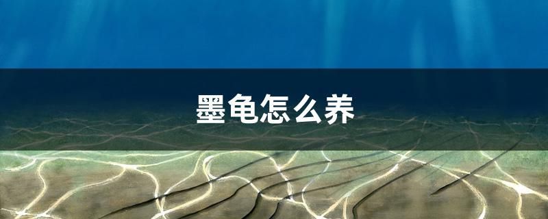 尼特利和伊罕的生化球哪個(gè)厲害（尼特利和伊罕的生化球哪個(gè)厲害）