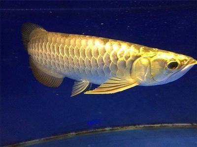 哪一種龍魚好養殖又便宜又好養，新手如何選擇龍魚品種