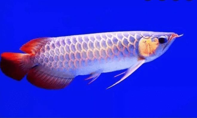買賣龍魚違法嗎判幾年呢，買賣龍魚是否違法