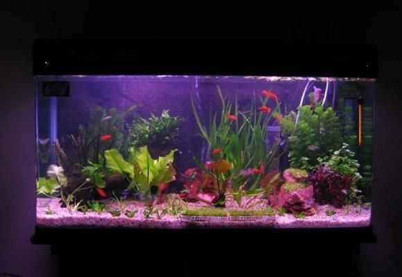 魚缸水渾怎么辦水才會清，如何選擇合適的過濾材料？魚缸水質檢測方法介紹