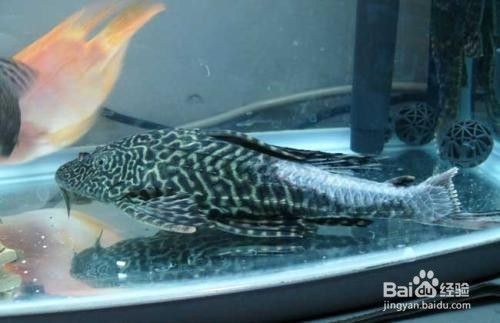 魚缸水渾怎么辦水才會清，如何選擇合適的過濾材料？魚缸水質檢測方法介紹