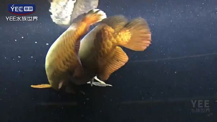 龍魚配對成功概率大嗎（如何判斷龍魚的配對成功率）