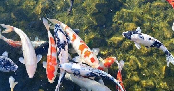 鸚鵡魚能和銀龍魚混養(yǎng)嗎圖片大全欣賞 鸚鵡魚跟銀龍可以一起養(yǎng)嗎