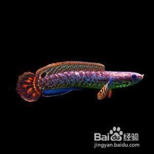 雷龍魚推薦，雷龍魚品種及種介紹