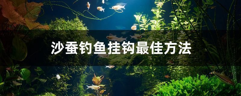 麥肯斯銀版魚購買渠道（麥肯斯銀版魚樂園）