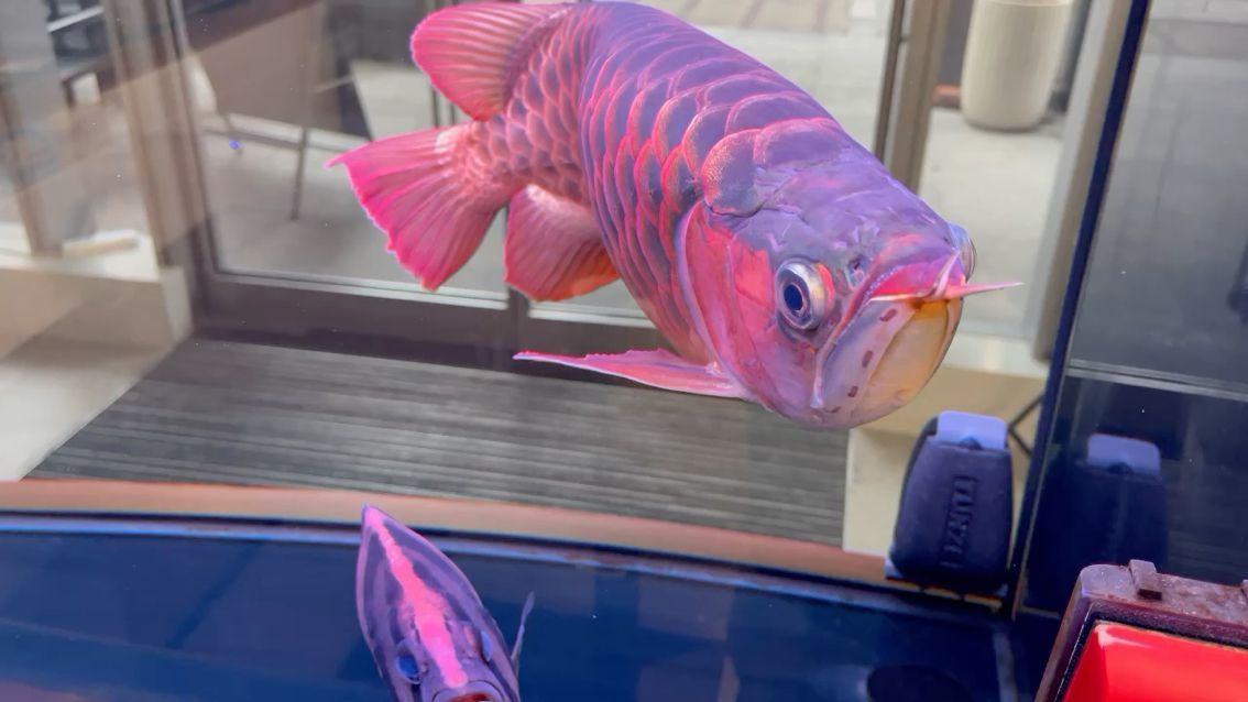 銀龍魚喂什么長的快點(銀龍魚喂什么長的快點好) 龍魚百科 第2張 銀龍魚喂什么長的快點(銀龍魚喂什么長的快點好) 銀龍魚喂什么長的快點(銀龍魚喂什么長的快點好) 龍魚百科 第2張